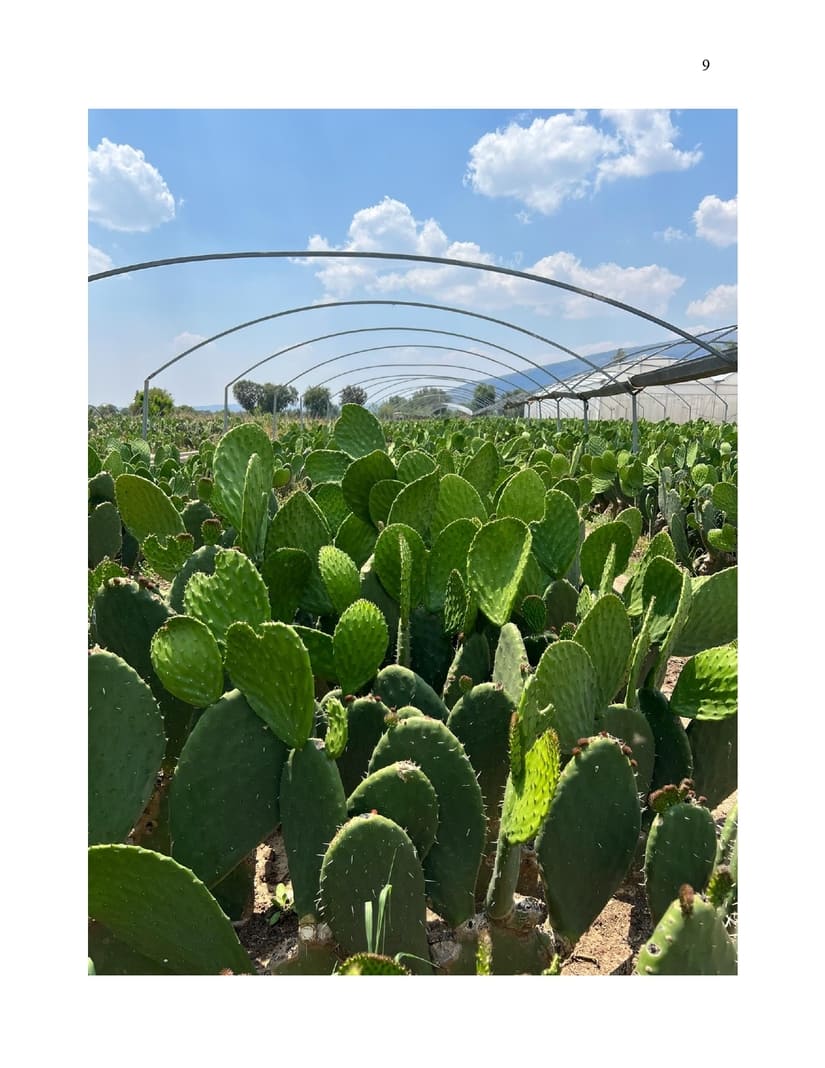NOPAL